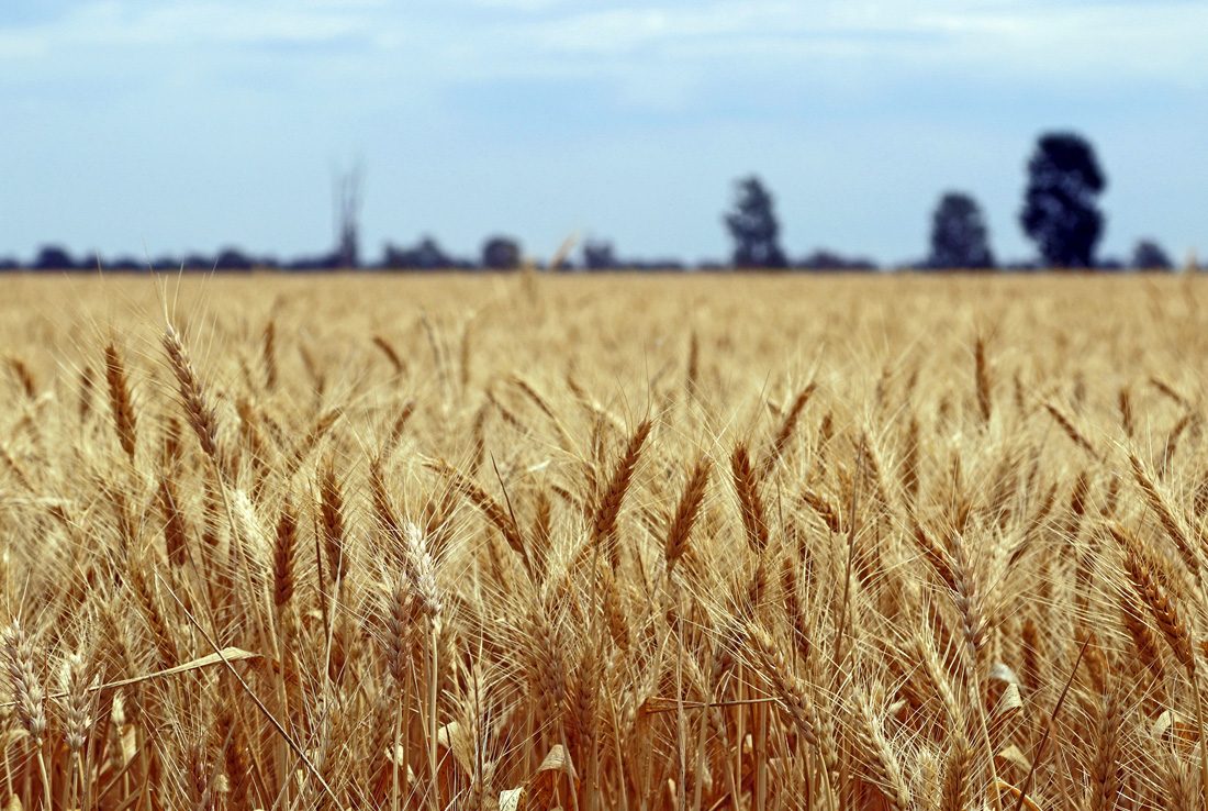 A wheat field at harvest, evoking Proverbs on diligence and provision